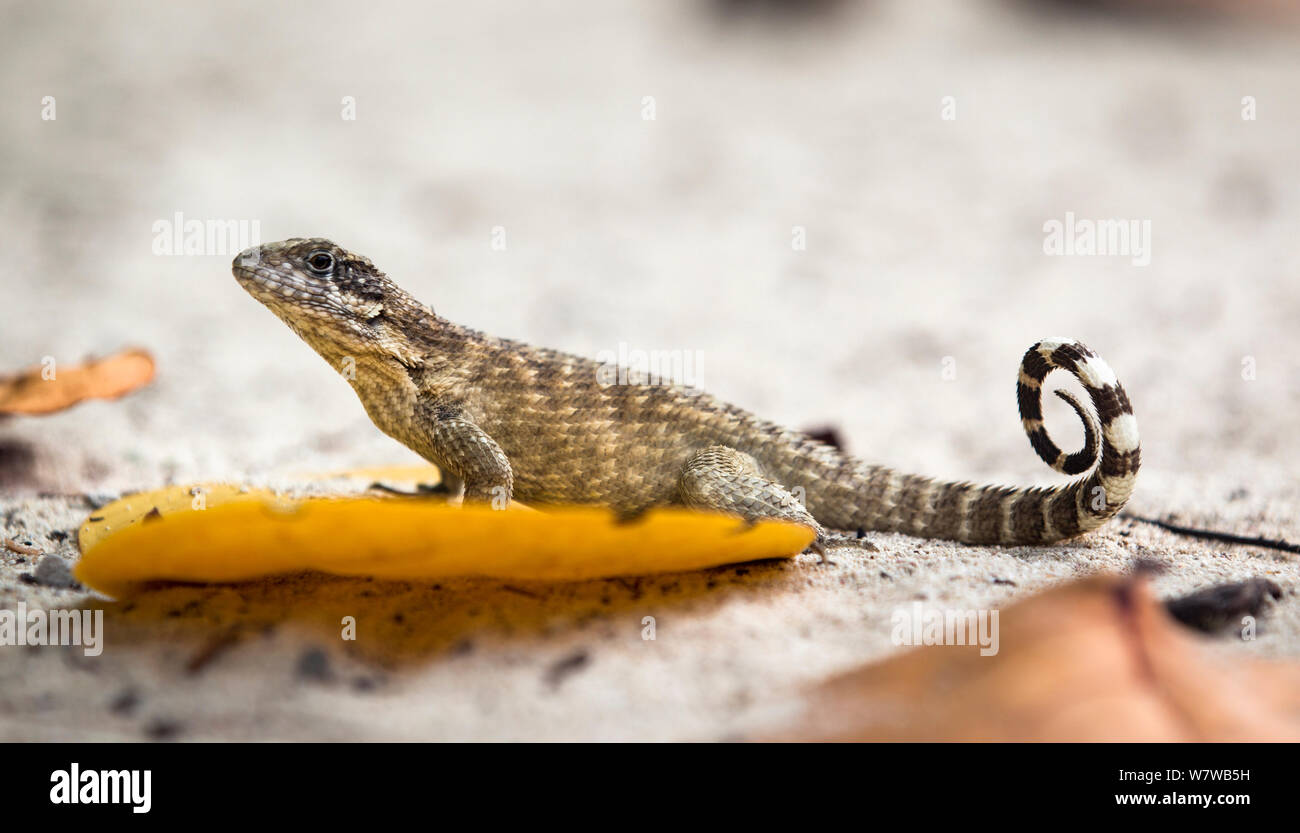 Le lézard Curly (Leiocephalus carinatus) sur la plage, peu Caiman Island, îles Caïmans. Banque D'Images