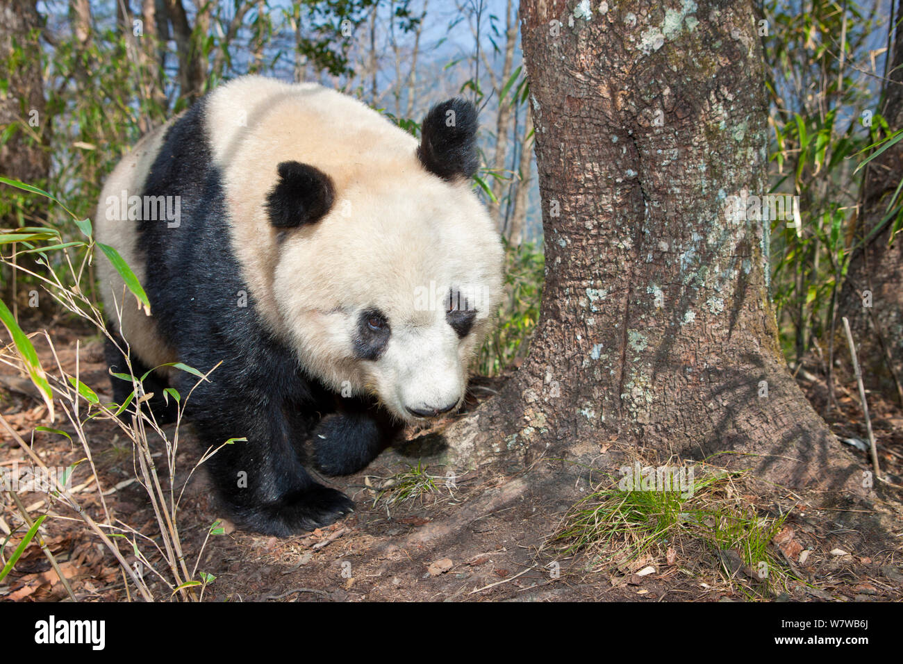 Panda géant (Ailuropoda melanoleuca) jeune homme, montagnes Qinling, Chine, avril. Banque D'Images