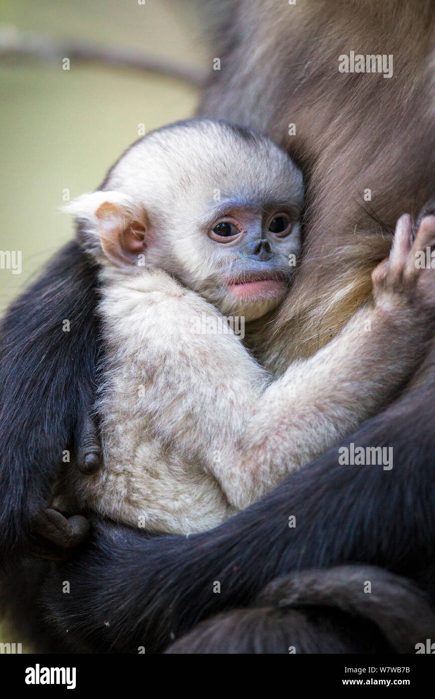 Yunnan snub-nosed Monkey (Rhinopithecus bieti) bébé accroché à la mère, la Province du Yunnan, Chine. Banque D'Images