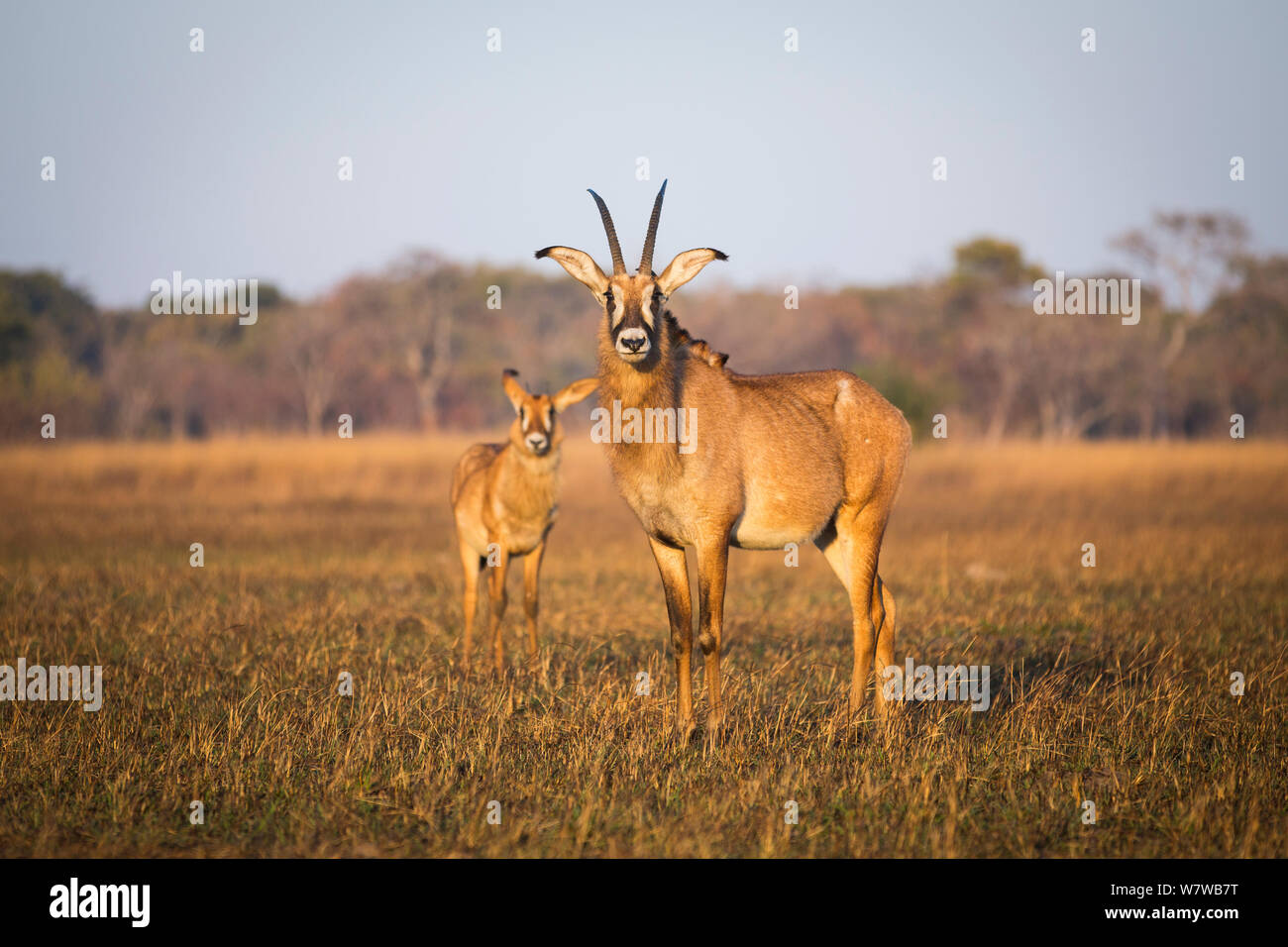 L'antilope rouanne (Hippotragus equinus) dans l'habitat avec les jeunes, Busanga Plains, Kafue National Park, Zambie. Banque D'Images