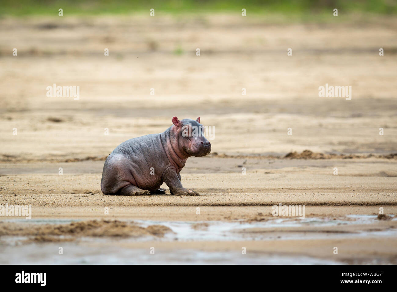 Bébé nouveau-né Hippopotame (Hippopotamus amphibius) assis à une berge, South Luangwa. Janvier. Banque D'Images