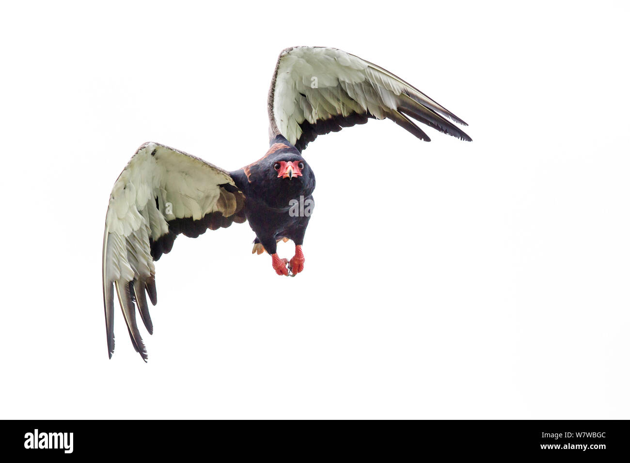 Aigle Bateleur (Terathopius ecaudatus) vol dans le parc national de South Luangwa, en Zambie. Janvier. Banque D'Images