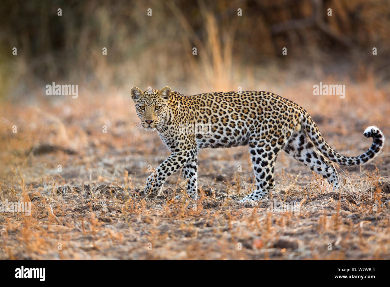 Leopard (Panthera pardus), le parc national de South Luangwa, en Zambie. En août. Banque D'Images Leopard (Panthera pardus), le parc national de South Luangwa, en Zambie. En août. Banque D'Images