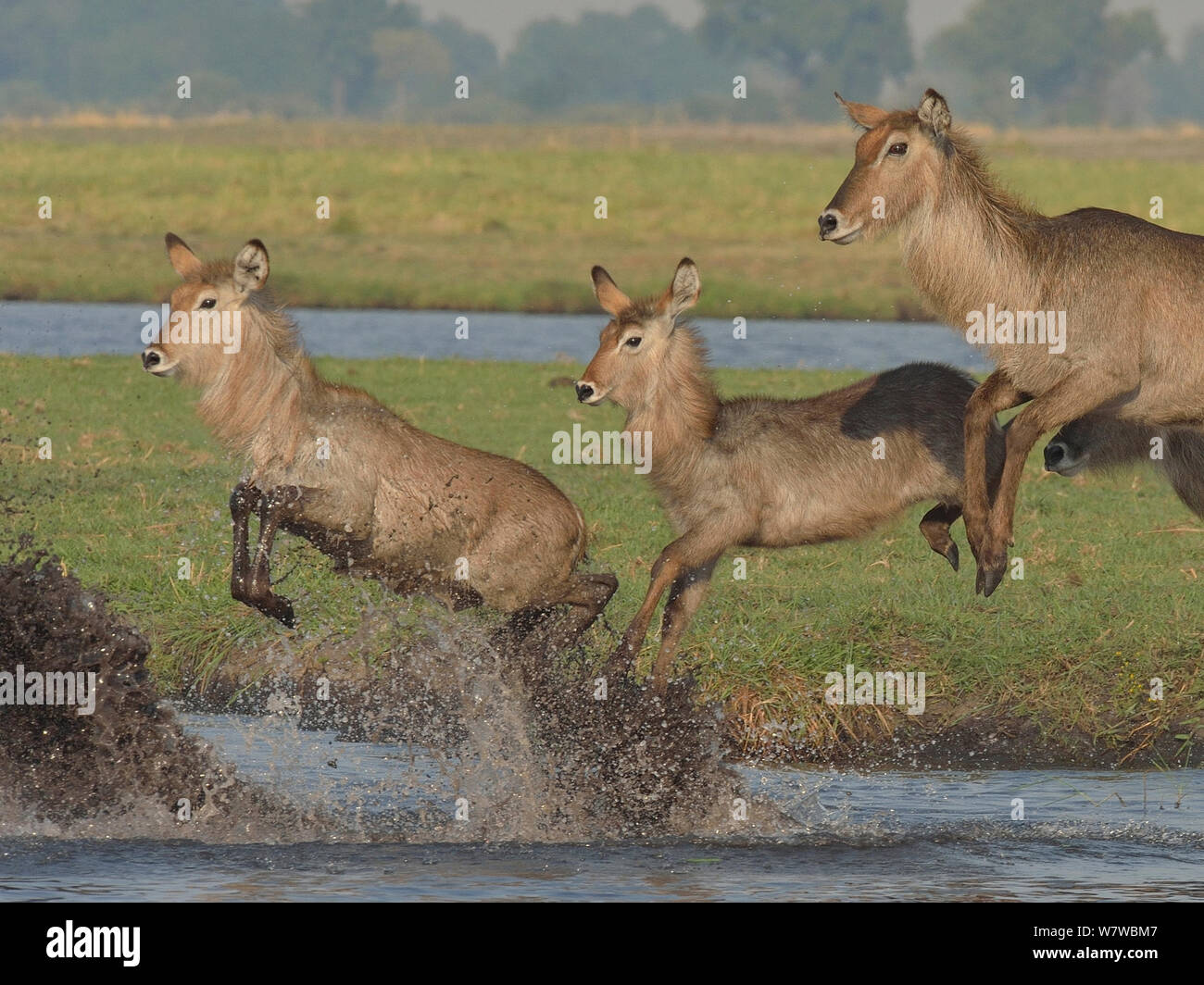 (Kobus ellipsiprymnus trois COBE) sautant sur l'eau, rivière Chobe, au Botswana, en novembre. Banque D'Images