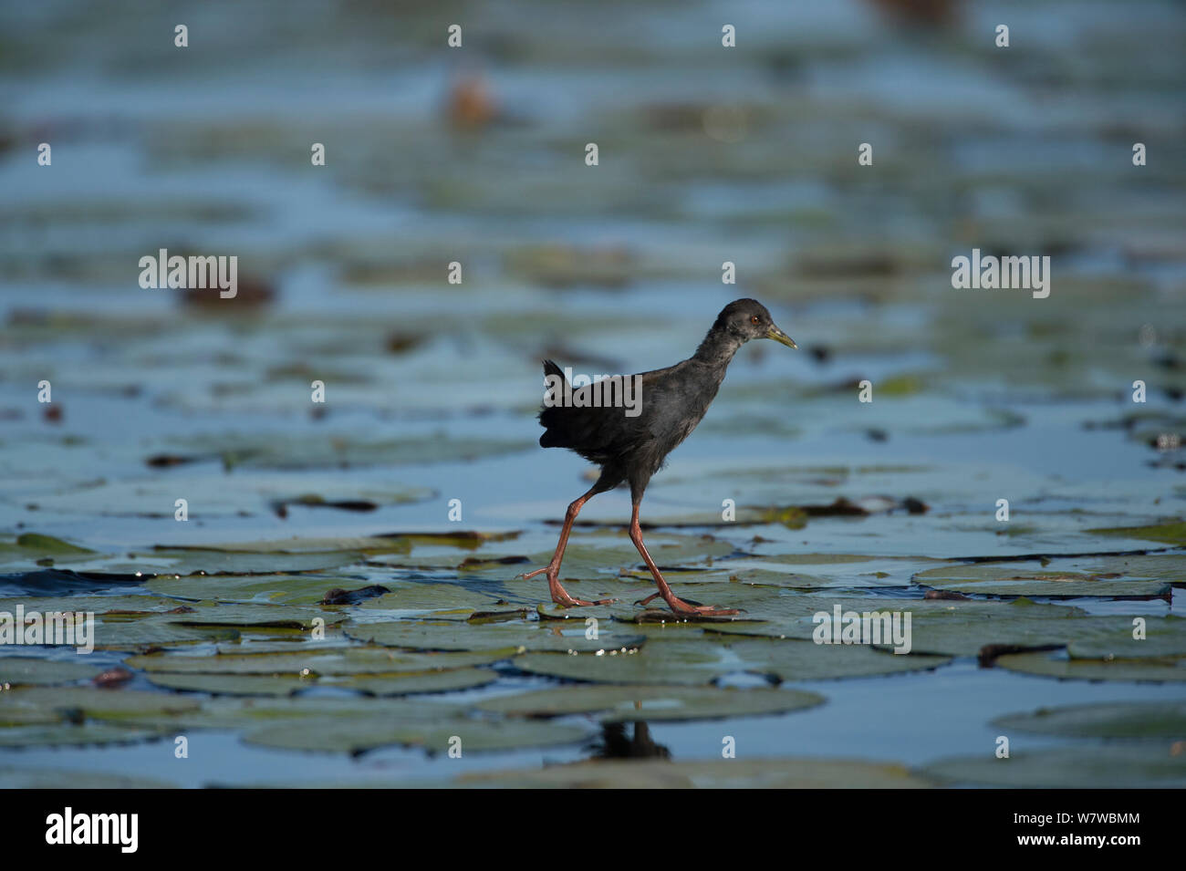 Butor immatures (Amaurornis flavirostra) marche sur l'eau de nénuphar, rivière Chobe, au Botswana, en mai. Banque D'Images