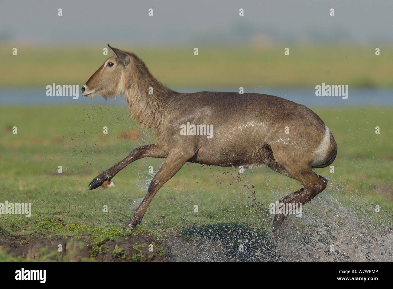 Cobe à croissant (Kobus ellipsiprymnus) sautant hors de l'eau, rivière Chobe, au Botswana, en novembre. Banque D'Images