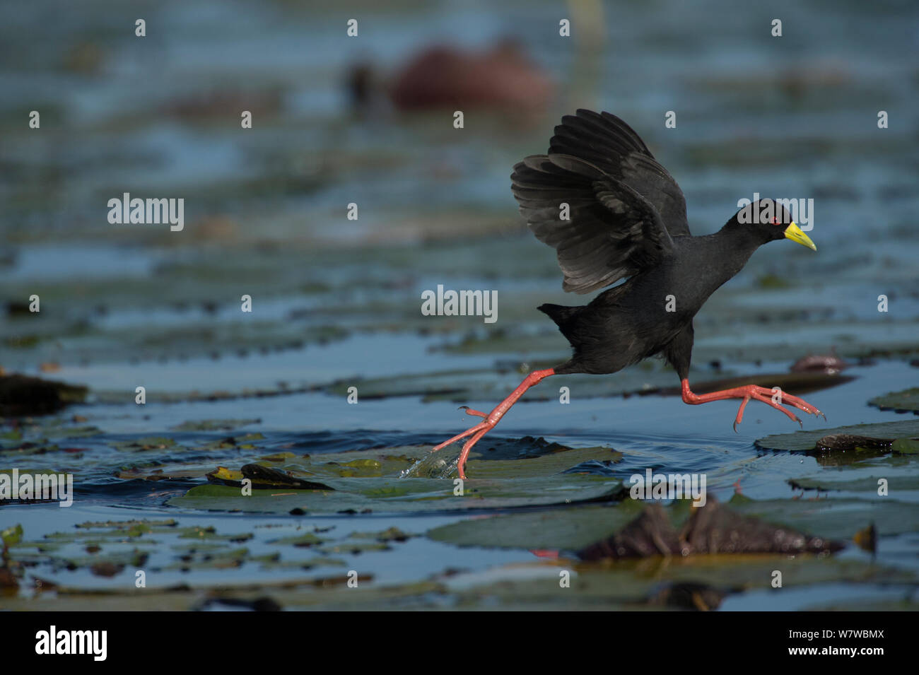 Black crake Amaurornis flavirostra) (en cours d'exécution sur l'eau de nénuphar, rivière Chobe, au Botswana, en mai. Banque D'Images