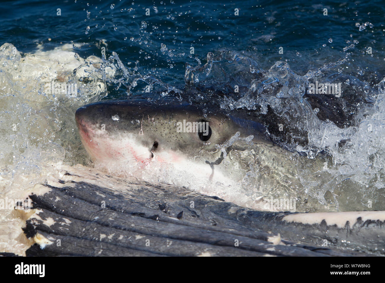 Grand requin blanc (Carchardon carcharias) se nourrissant de Brydes (Balaenoptera brydei) False Bay, Afrique du Sud Banque D'Images