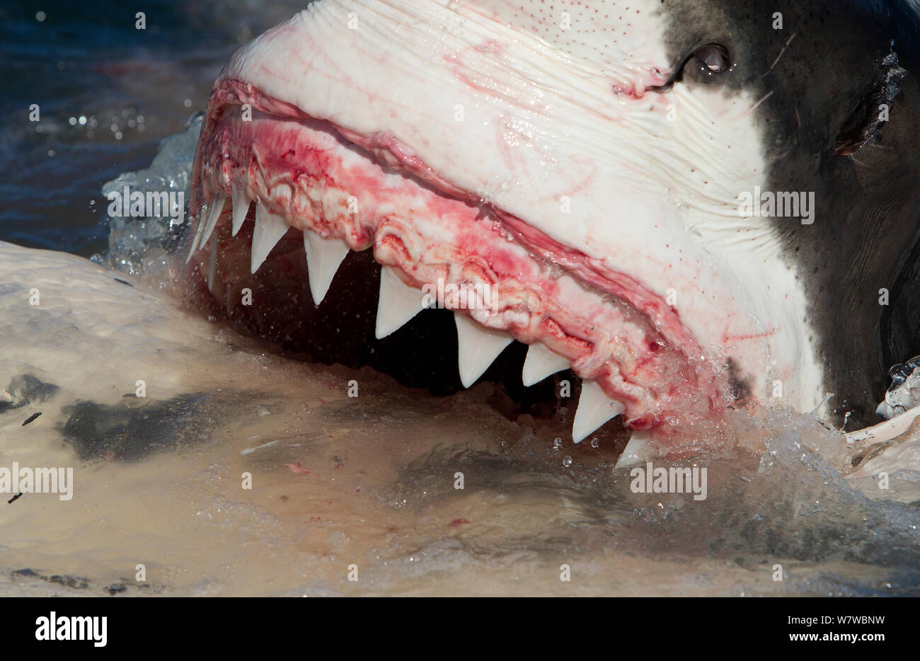 Grand requin blanc (Carchardon carcharias) se nourrissant de Brydes (Balaenoptera brydei) False Bay, Afrique du Sud Banque D'Images