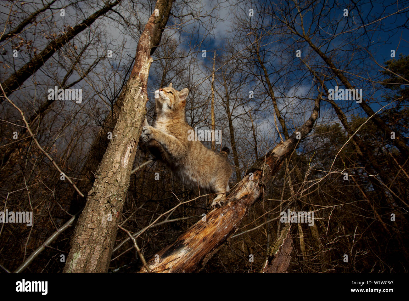 Chat sauvage (Felis silvestris) escalade arbre, Forêt Noire, Bade-Wurtemberg, Allemagne. Février. Banque D'Images