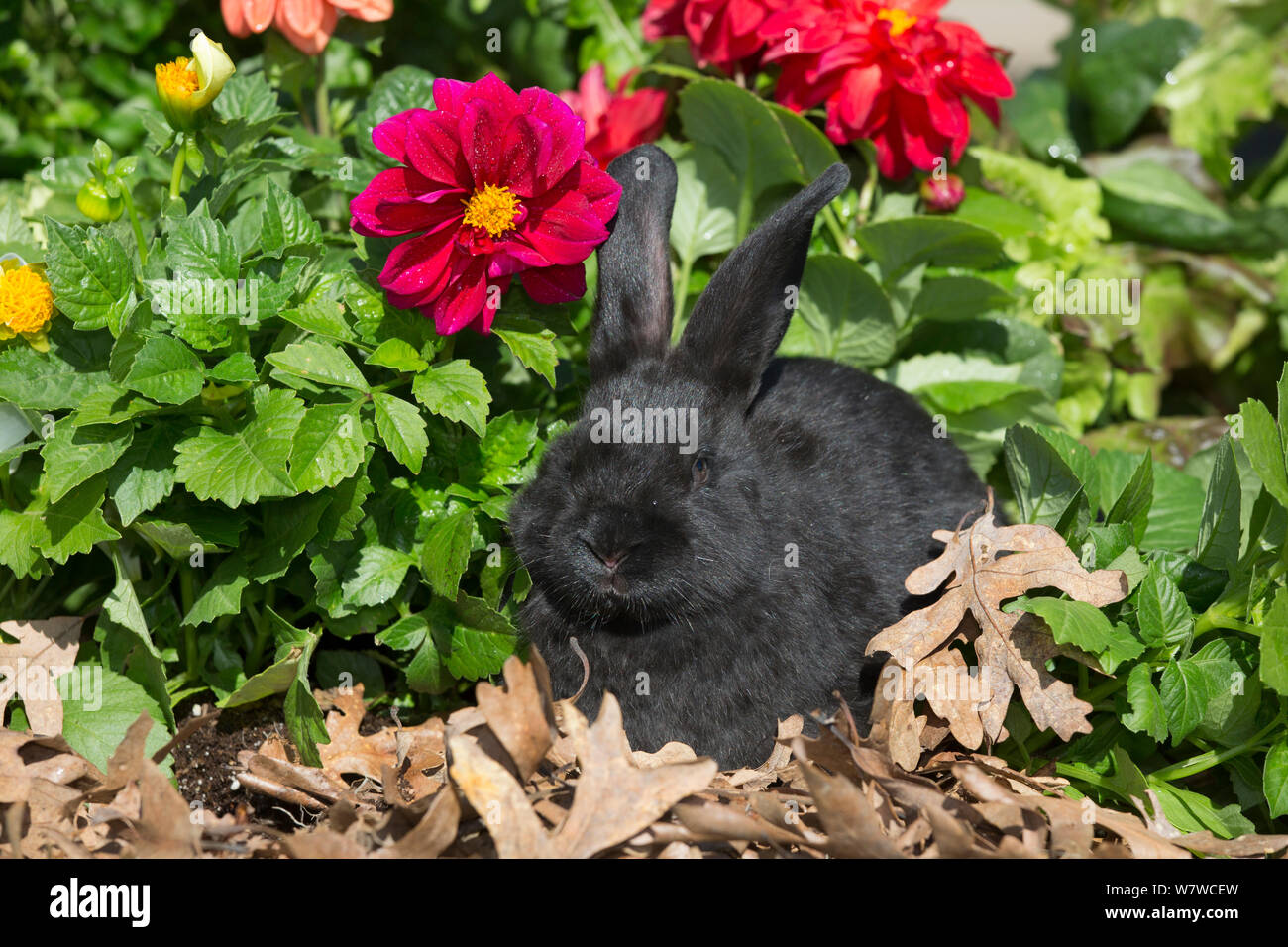 Bébé lapin d'espèce de Nouvelle-Zélande en fleurs de printemps, Union européenne, Illinois, USA. Banque D'Images