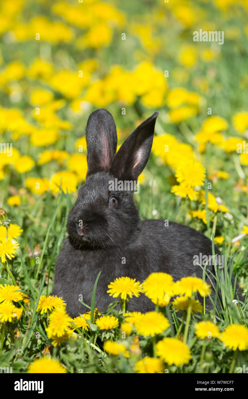 Bébé lapin d'espèce de Nouvelle-Zélande en fleurs de printemps, Union européenne, Illinois, USA. Banque D'Images