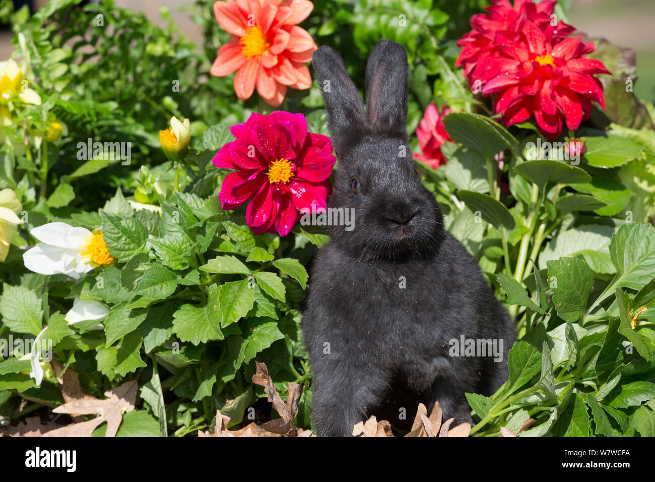 Bébé lapin d'espèce de Nouvelle-Zélande en fleurs de printemps, Union européenne, Illinois, USA. Banque D'Images