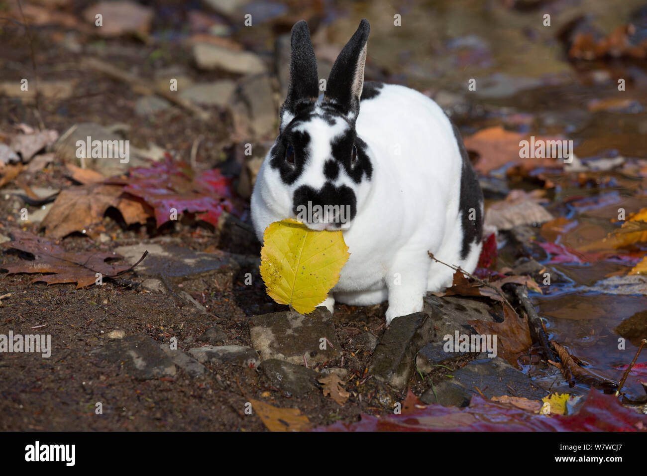 Mini Lapin Rex, manger à bord de Brook en automne, East Haddam, Connecticut, USA. Banque D'Images