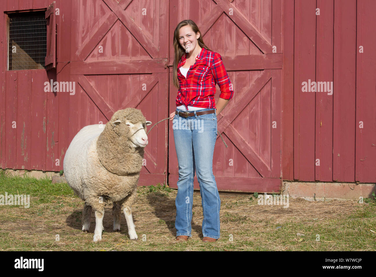 Jeune femme avec American Cormo brebis moutons à la ferme, Massachusetts, USA, novembre 2013. Parution du modèle. Banque D'Images
