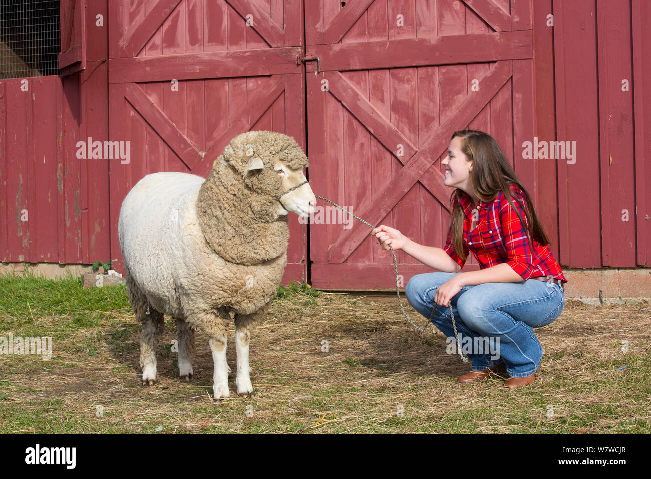 Jeune femme avec American Cormo brebis moutons à la ferme, Massachusetts, USA, novembre 2013. Parution du modèle. Banque D'Images