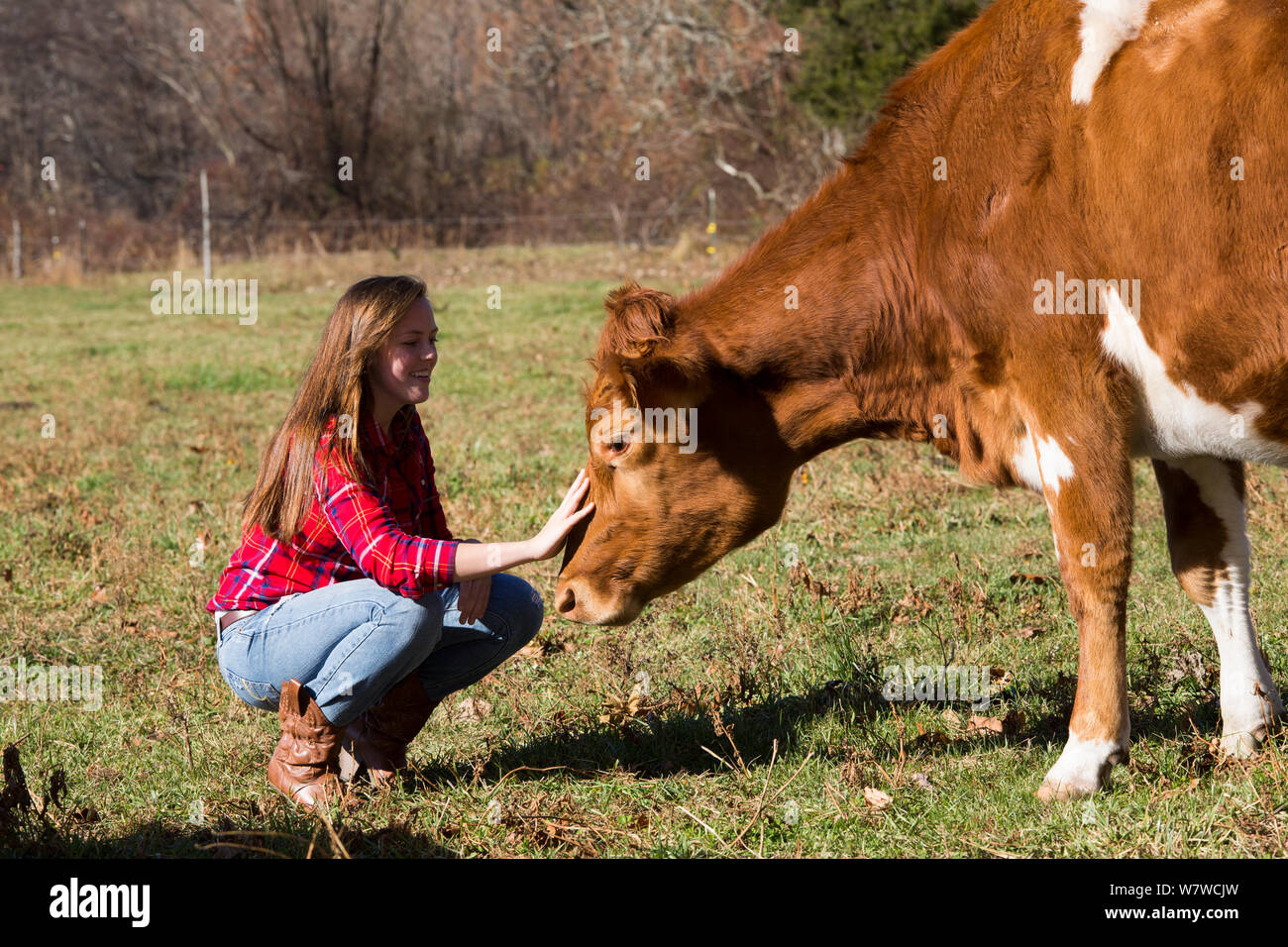 Jeune femme avec Guernesey heifer dans pâturage, Granby, Connecticut, USA, novembre 2013. Parution du modèle. Banque D'Images