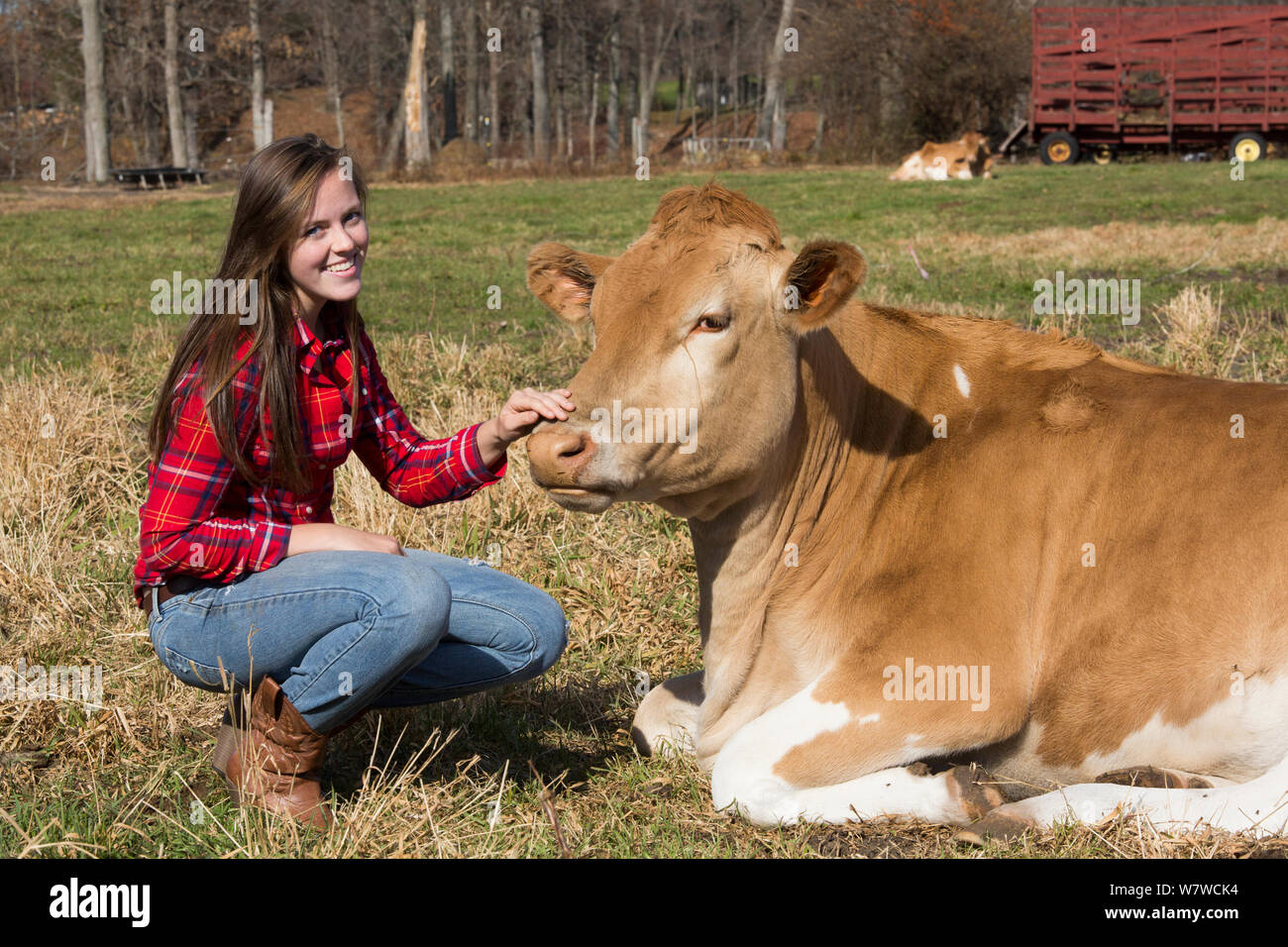 Jeune femme avec Guernesey heifer dans pâturage, Granby, Connecticut, USA, novembre 2013. Parution du modèle. Banque D'Images