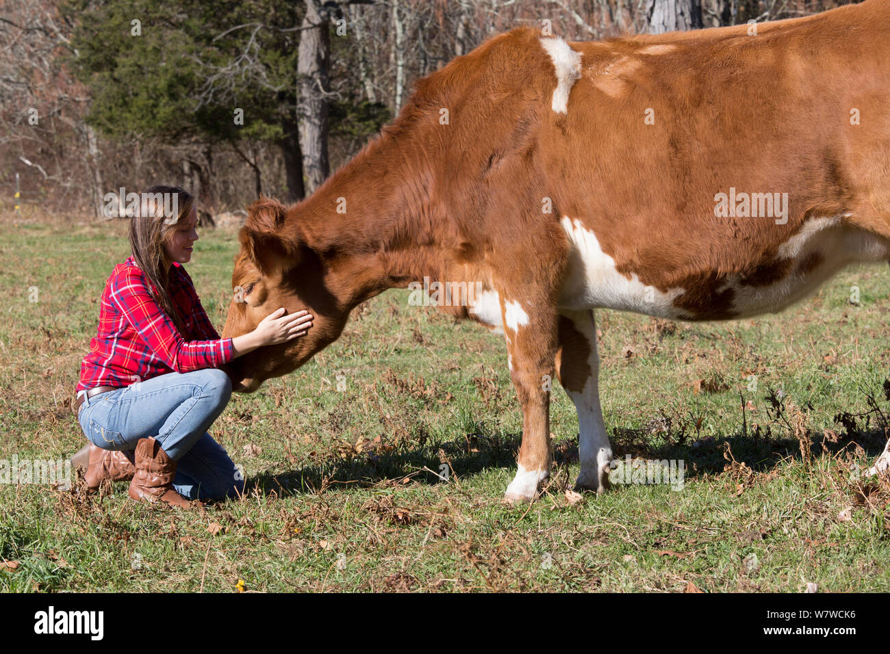 Jeune femme avec Guernesey heifer dans pâturage, Granby, Connecticut, USA, novembre 2013. Parution du modèle. Banque D'Images