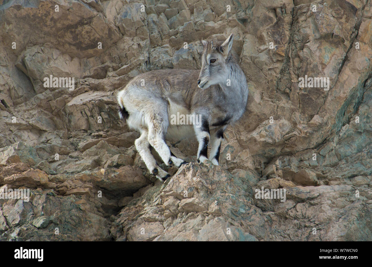 (Pseudois nayaur mouton bleu) debout sur un rocher, Hemis National Park, Ladakh, Inde, février. Banque D'Images