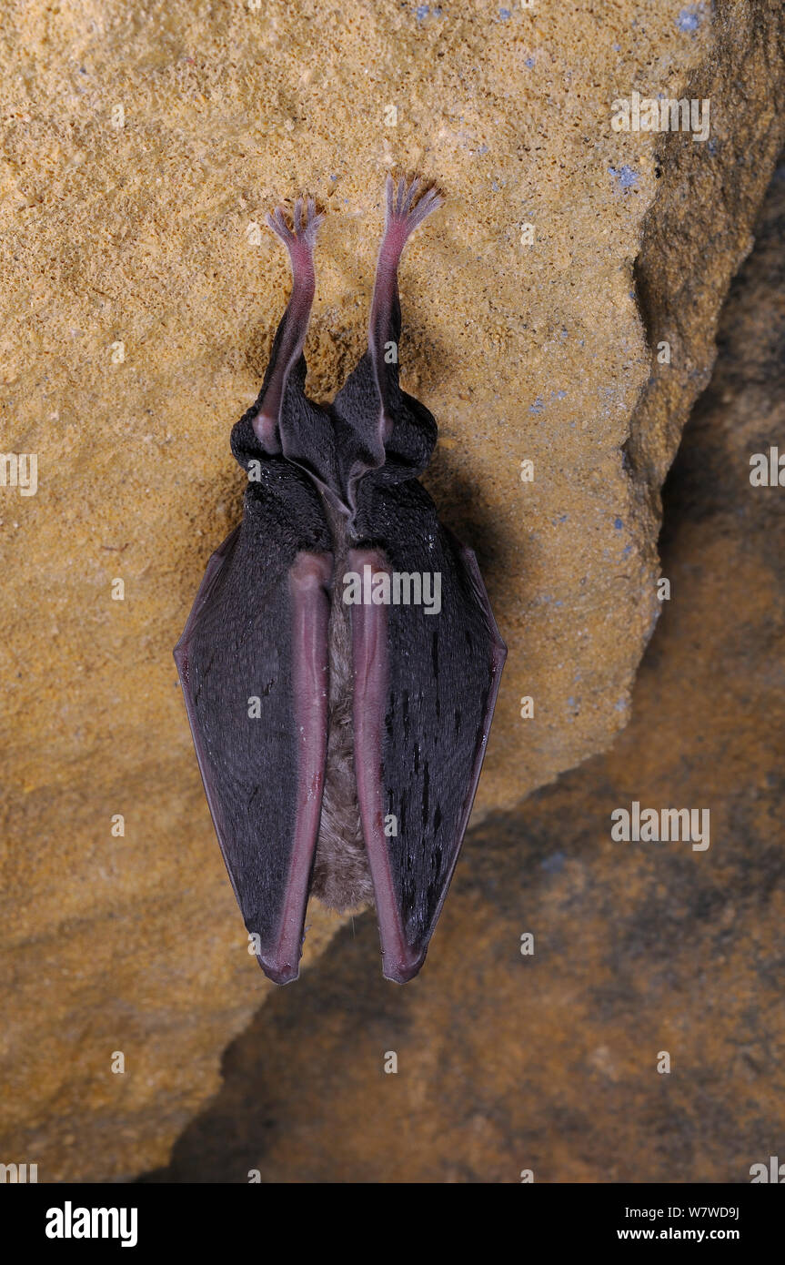 L'hibernation petit rhinolophe (Rhinolophus hipposideros) accroché sur calcaire dans une ancienne mine de pierre de Bath, Bath et au nord-est du Somerset, Royaume-Uni, janvier. Photographié au cours d'un sondage. Banque D'Images