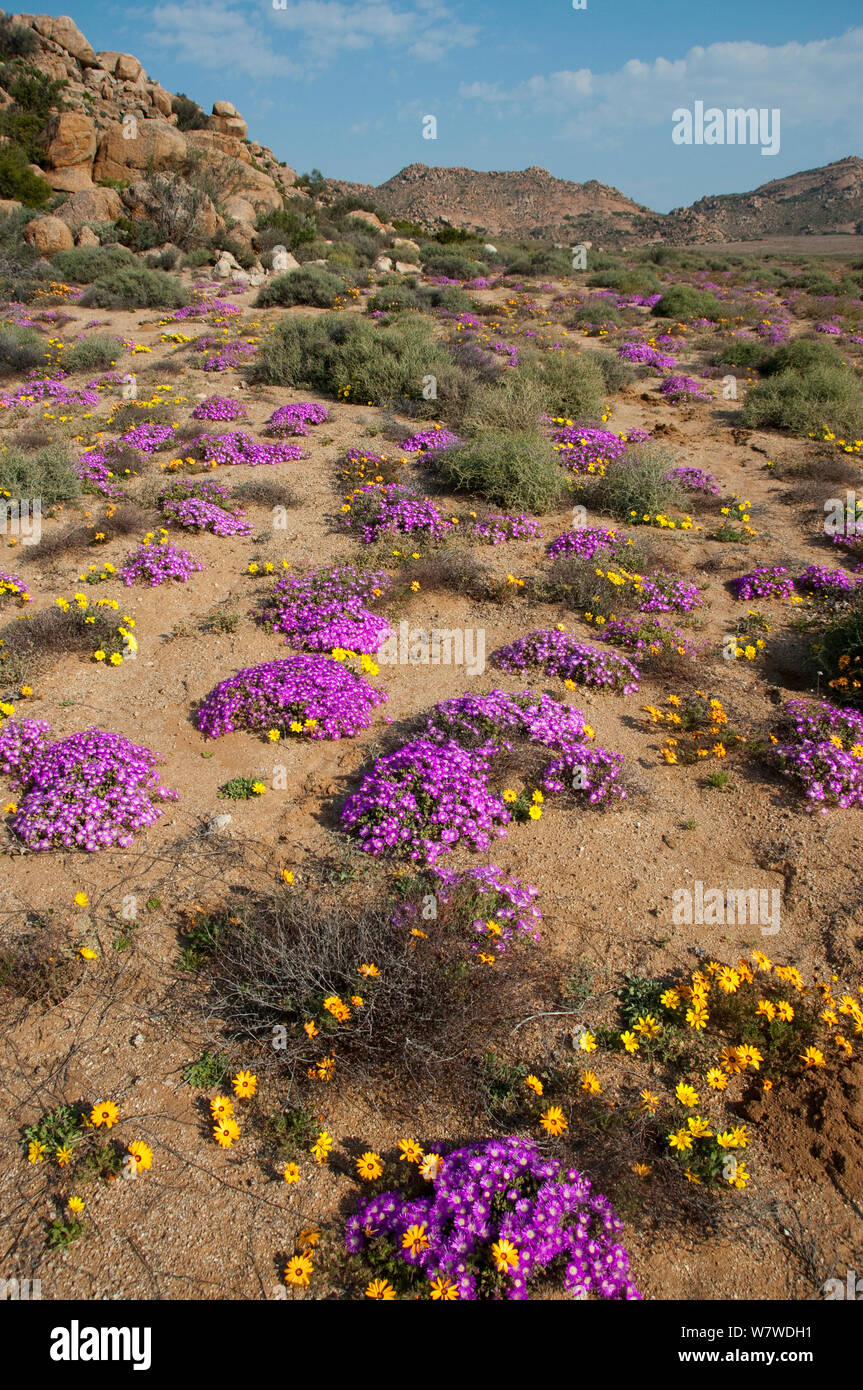 Les marguerites (Dimorphotheca sinuata) et des fabriques de glace (Drosanthemum hispidum) en fleur, Goegap Nature Reserve, Northern Cape, Afrique du Sud, Namaqualand, août. Banque D'Images