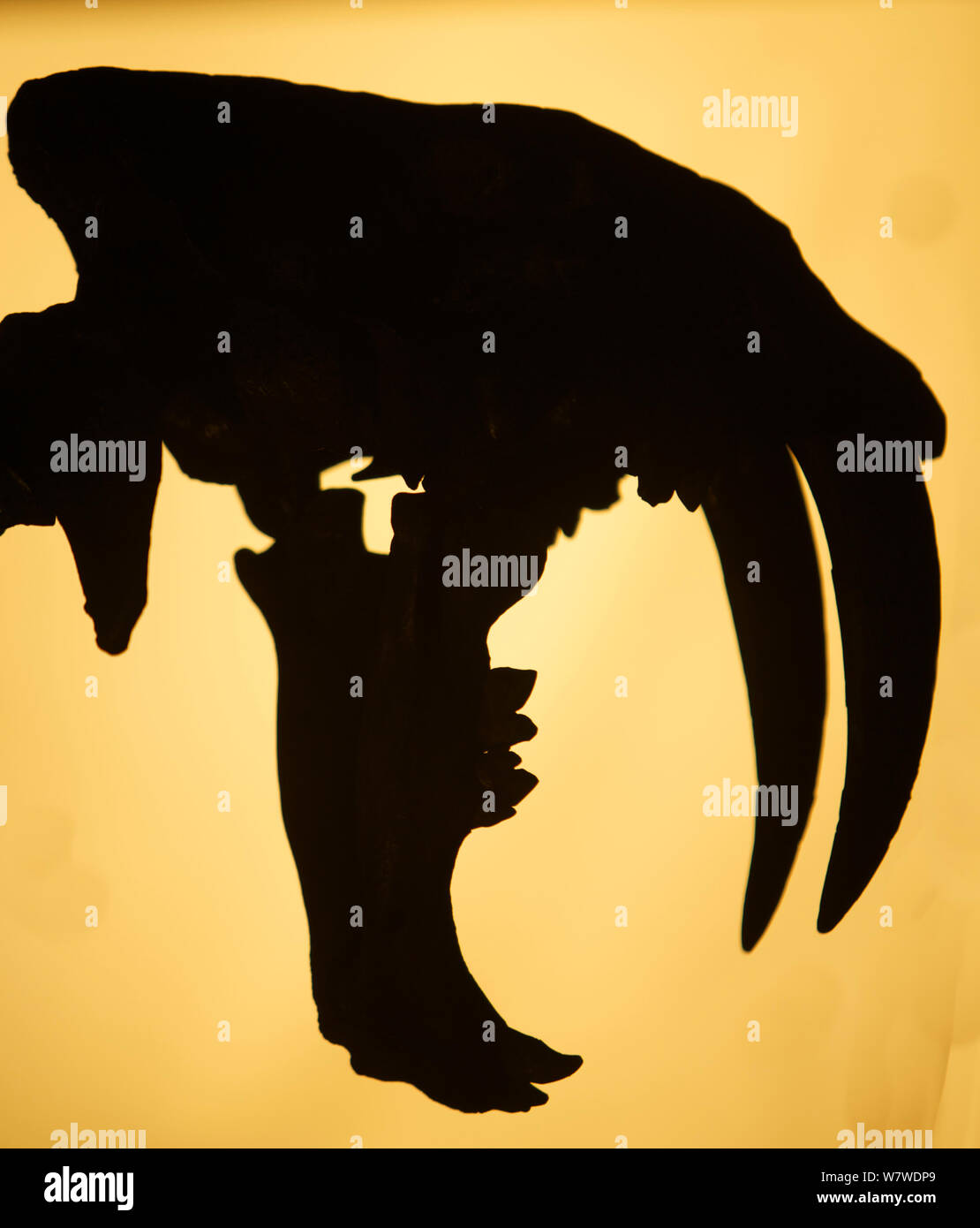 Tigre à dents de sabre (Smilodon) réplique silhouette crâne montrant canines massive en fonte d'une réplique, trouvé à La Brea Tar pits, Los Angeles, Californie, USA. Banque D'Images