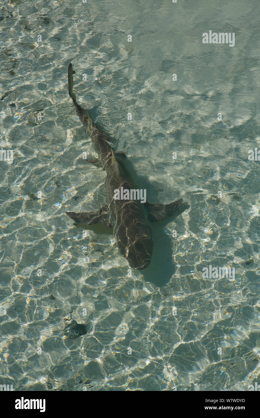 Le requin citron (Negaprion brevirostris) Nager dans les eaux peu profondes sur le chemin Heron Island, Grande Barrière de Corail, en Australie. Banque D'Images