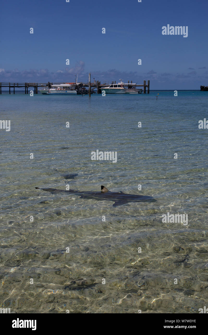 Requin Requin (Carcharhinus melanopterus) Nager près du bord de plage, l'île Heron, Grande Barrière de Corail, en Australie. Banque D'Images