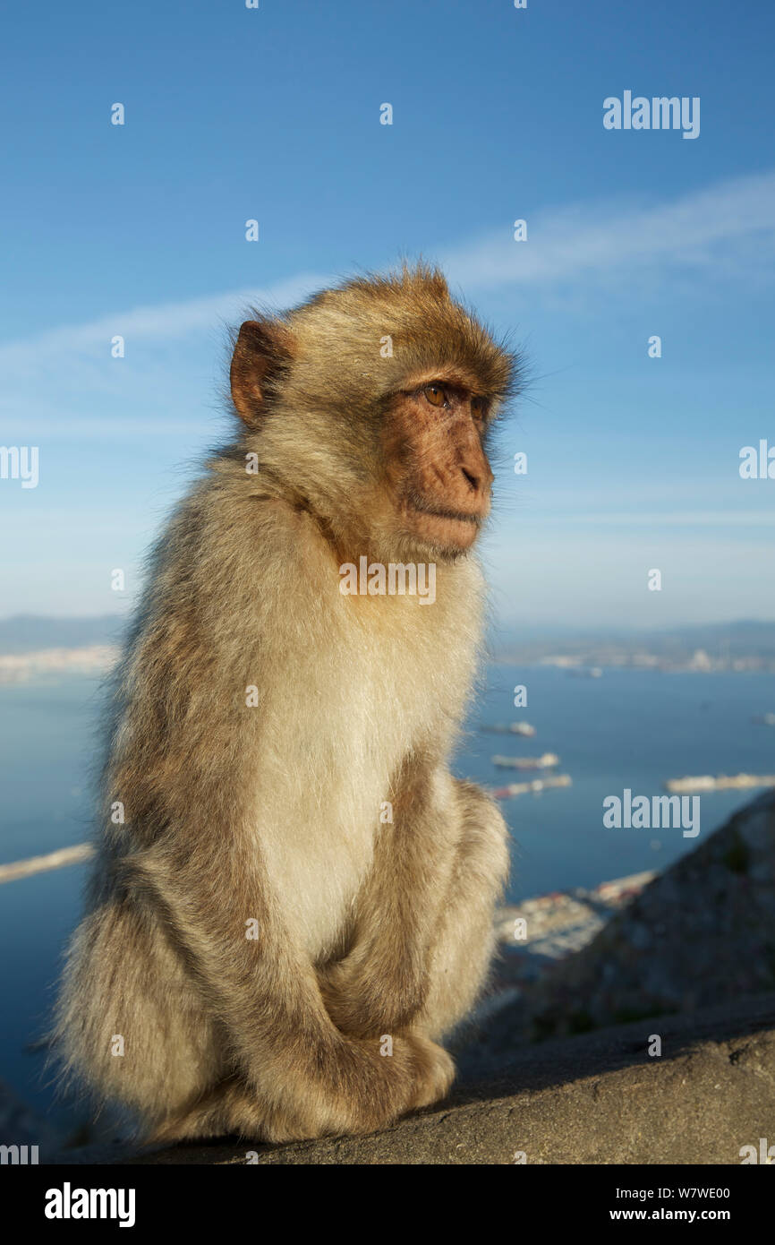 Macaque de Barbarie (Macaca sylvanus) Upper Rock zone de la Réserve Naturelle de Gibraltar, Gibraltar, juin. Banque D'Images