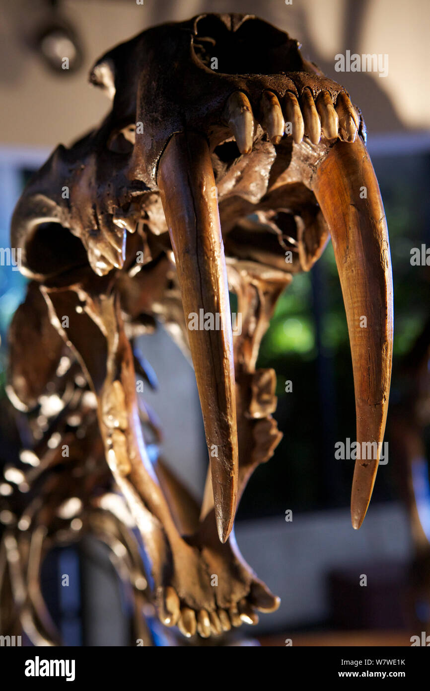 Smilodon, le tigre à dents crâne réplique avec d'énormes canines - cast réplique d'un trouvé à La Brea Tar pits, Los Angeles, Californie, USA. Banque D'Images
