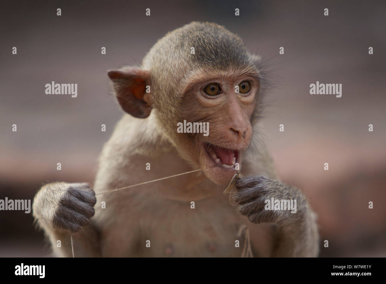 Macaque à longue queue (Macaca fascicularis) la soie dentaire Les dents avec de la ficelle, du Monkey Temple, Phra Prang Sam Yot, Lopburi, Thaïlande. Banque D'Images