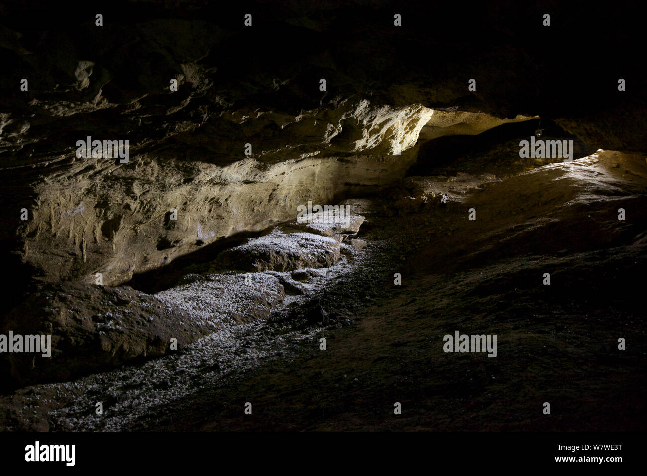 Babouin Chacma (Papio hamadryas ursinus) grotte de couchage, Réserve Naturelle De Hoop, Western Cape, Afrique du Sud. Banque D'Images