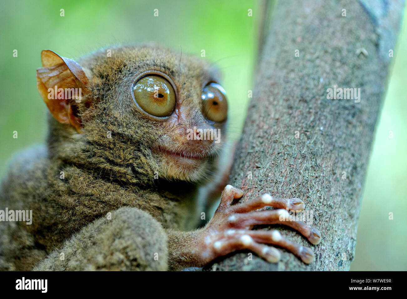 Philippine tarsier Banque de photographies et d’images à haute résolution Alamy