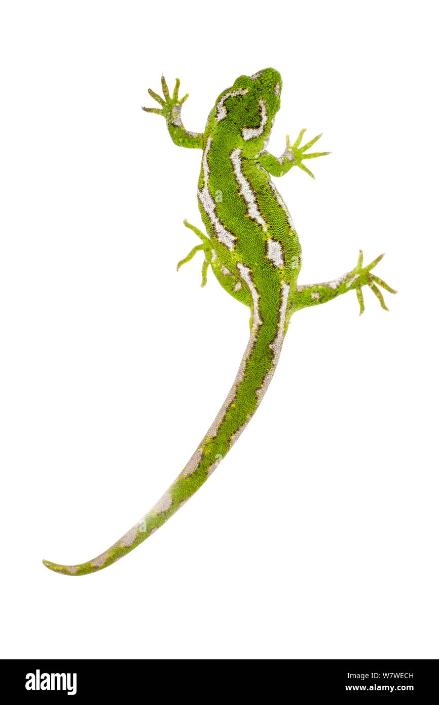 Naultinus gemmeus Jeweled gecko (femelle). Péninsule d'Otago, île du Sud, Nouvelle-Zélande, février. Les espèces endémiques. Meetyourneighbors.net projet. Banque D'Images