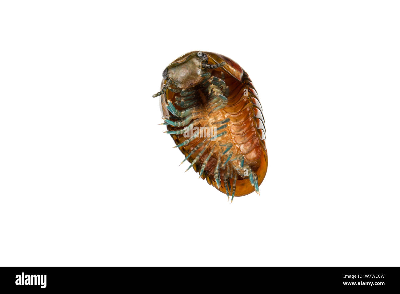 Comprimé mille-pattes (Procyliosoma uncurling striolatum), Parc National de Fiordland, île du Sud, Nouvelle-Zélande, février. 3 Séquence de 4. Meetyourneighbors.net projet. Banque D'Images