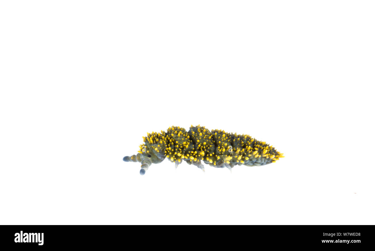 (Holacanthella géant springtail brevispinosa) Cascade Creek, Parc National de Fiordland, île du Sud, Nouvelle-Zélande, février. Meetyourneighbors.net projet. Banque D'Images