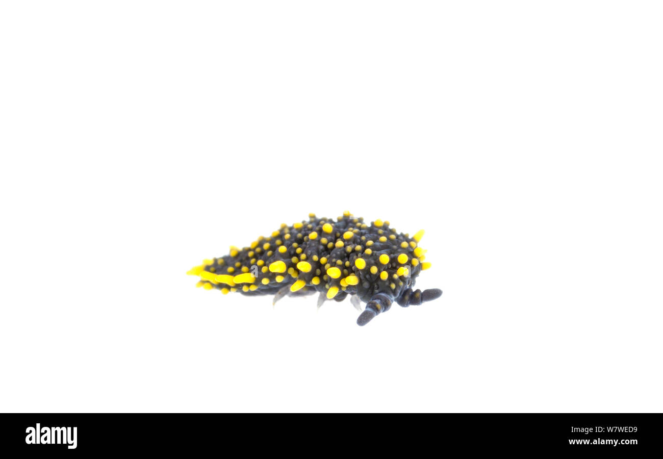 Holacanthella paucispinosa springtail géant (Borland) voie de la nature, le Parc National de Fiordland, île du Sud, Nouvelle-Zélande, février. Meetyourneighbors.net projet. Banque D'Images