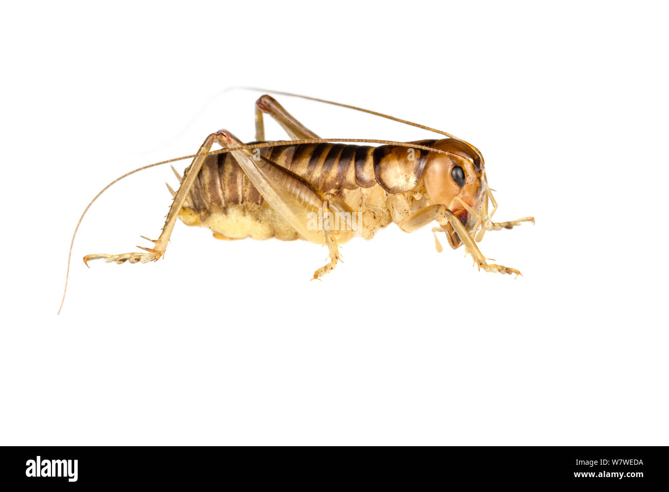 Onokis Hemiandrus terre weta (femelle). Hanmer Springs, Canterbury, île du Sud, Nouvelle-Zélande, février. Meetyourneighbors.net projet. Banque D'Images