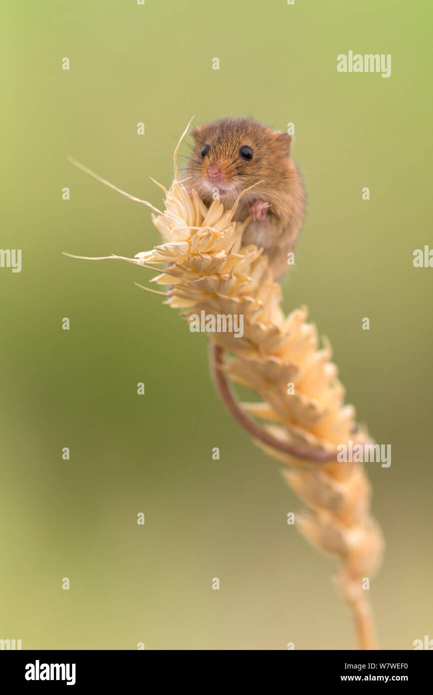 Micromys minutus (souris) sur le blé, Royaume-Uni, juin, captive. Banque D'Images