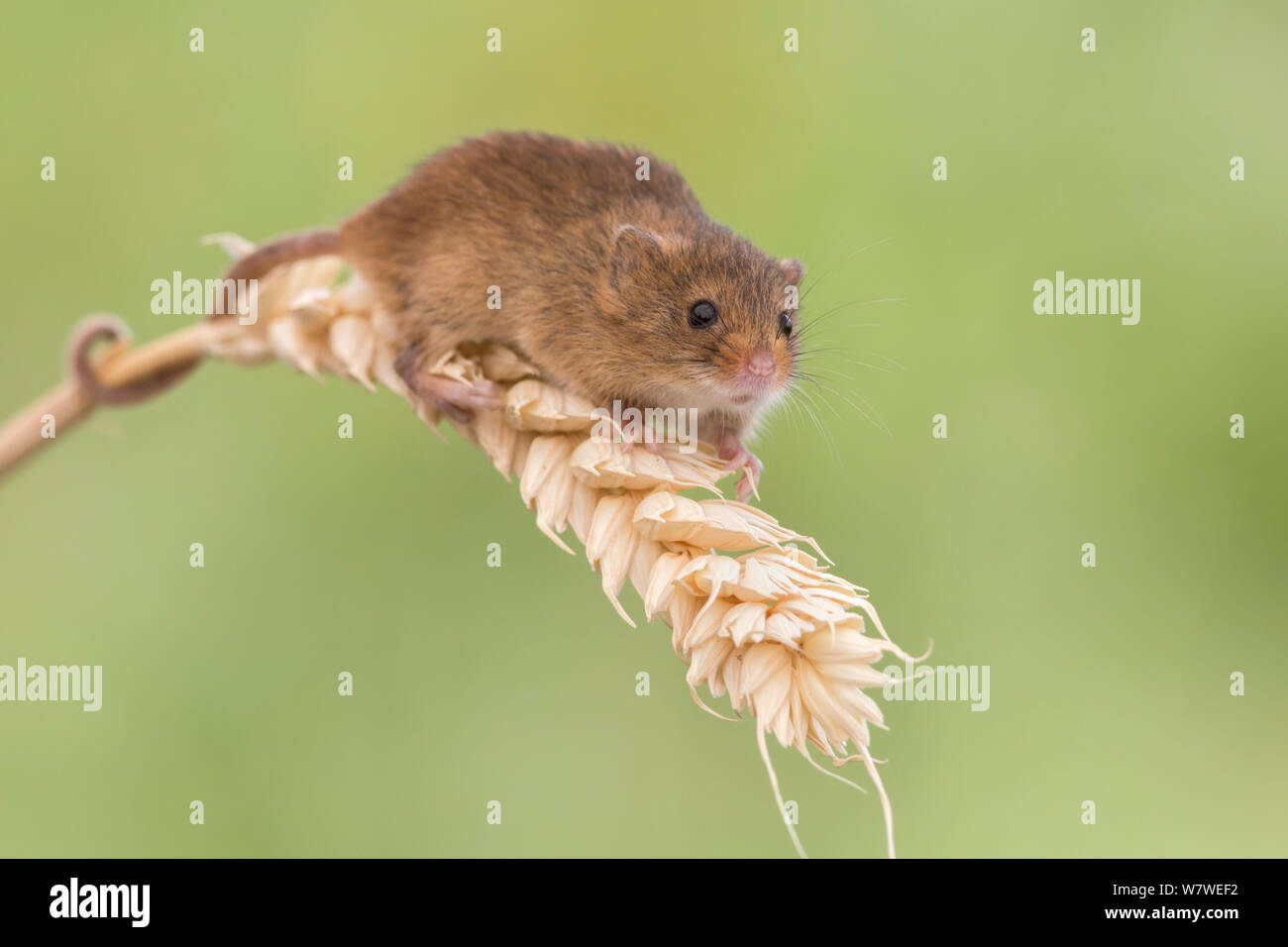 Micromys minutus (souris) sur le blé, Royaume-Uni, juin, captive. Banque D'Images