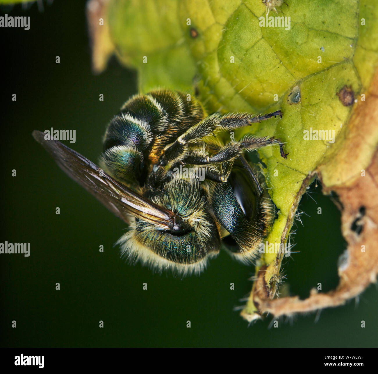 Blue Mason bee (Osmia caerulescens) la fabrication de la pâte de feuille rose trémière pour construire des cellules distinctes pour les oeufs, en jardin urbain, Bristol, Royaume-Uni, juin. Banque D'Images