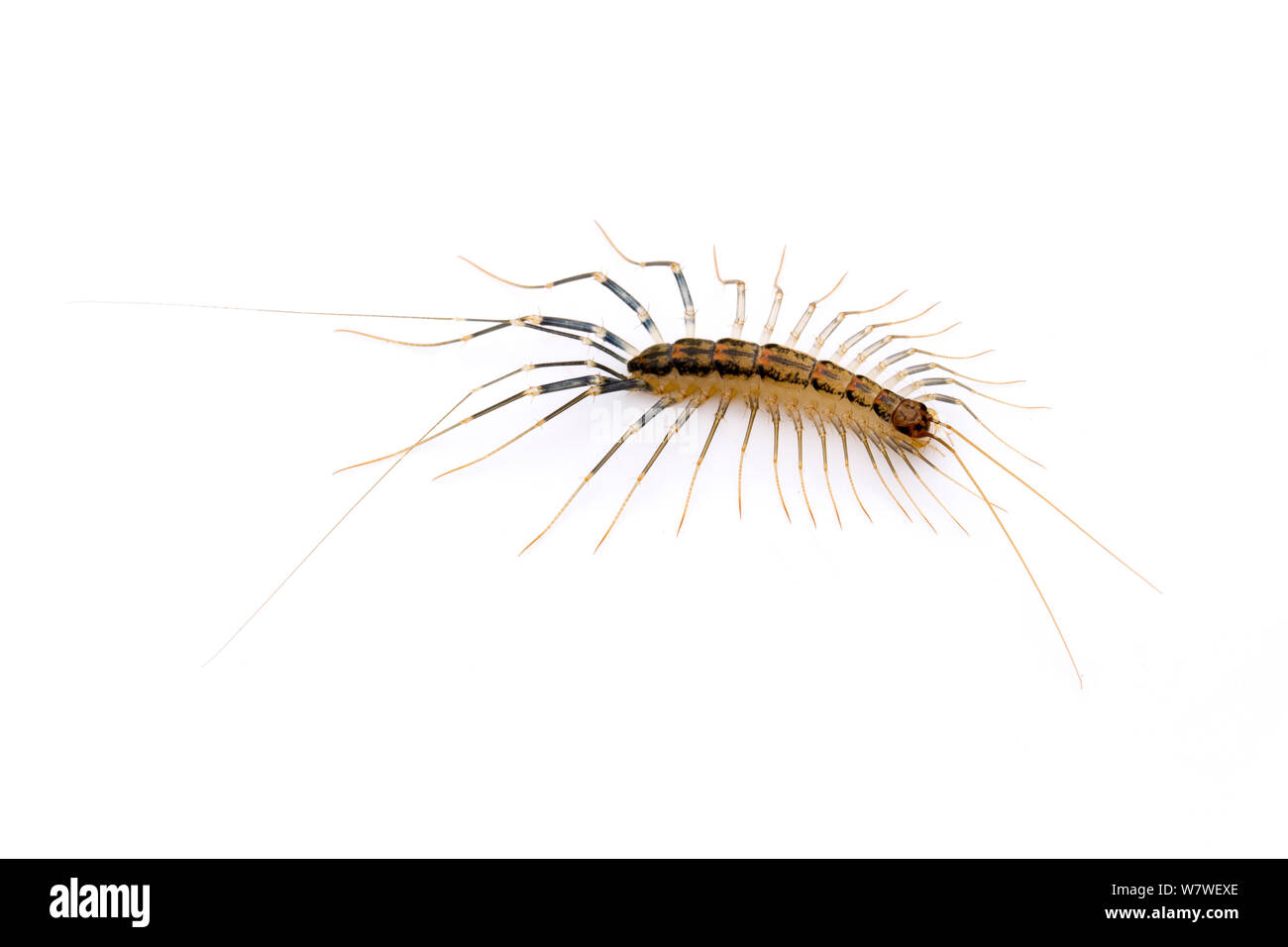 Centipede Scutigera coleoptrata (maison) Cibolo Creek / Guadalupe Comté de Bexar, line, au Texas. Octobre. Banque D'Images
