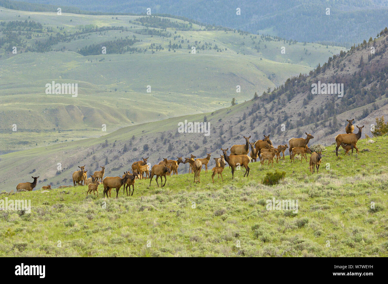 Le wapiti (Cervus elaphus) les mères avec leur nouveau-né se rassembler dans une prairie de haute montagne. Le Parc National de Yellowstone, Wyoming, USA, juin Banque D'Images