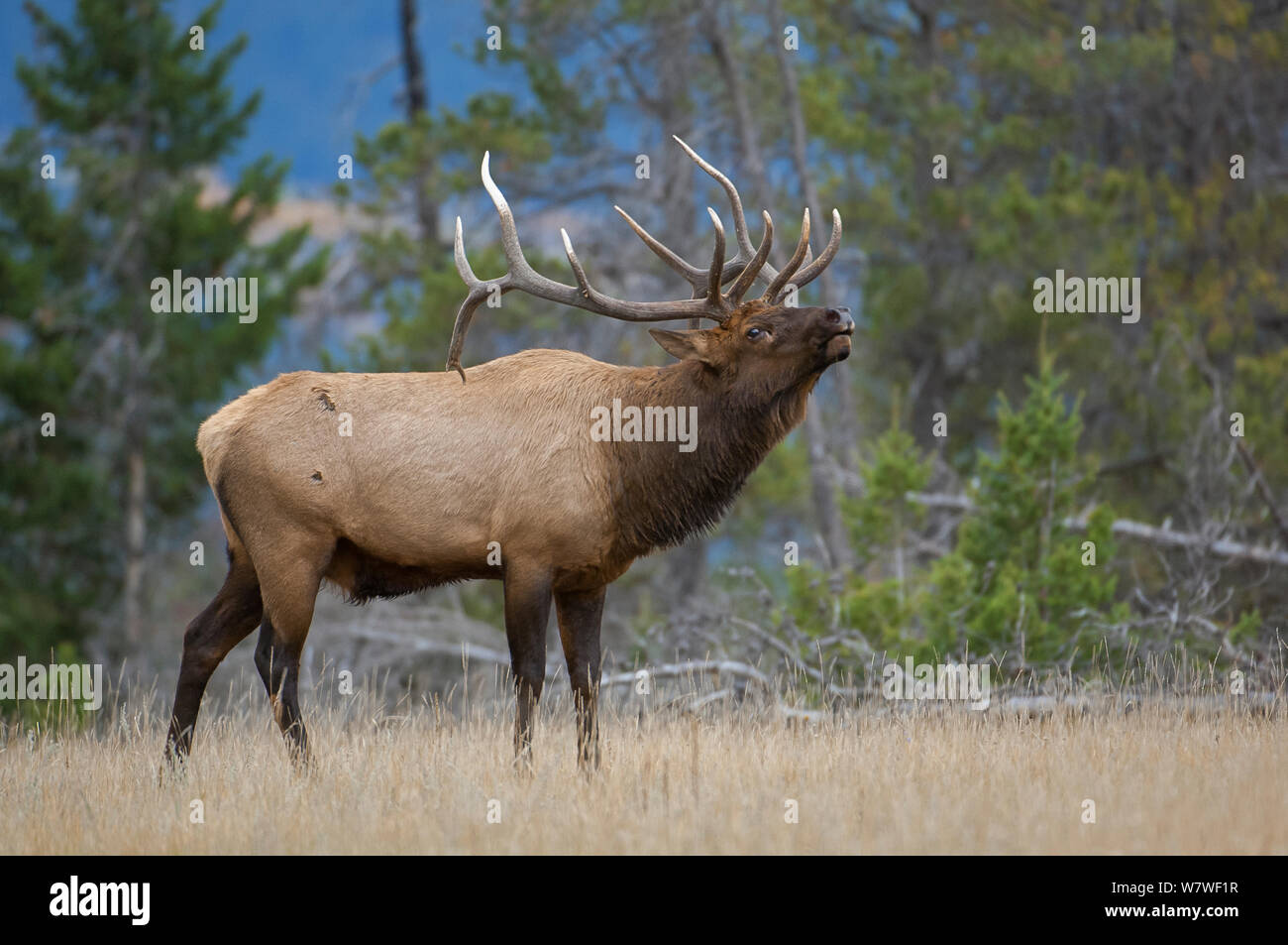 Les Wapitis (Cervus elaphus), les brames bull au crépuscule en haute montagne meadow durant la saison de reproduction. Le Parc National Jasper, Alberta, Canada, septembre Banque D'Images