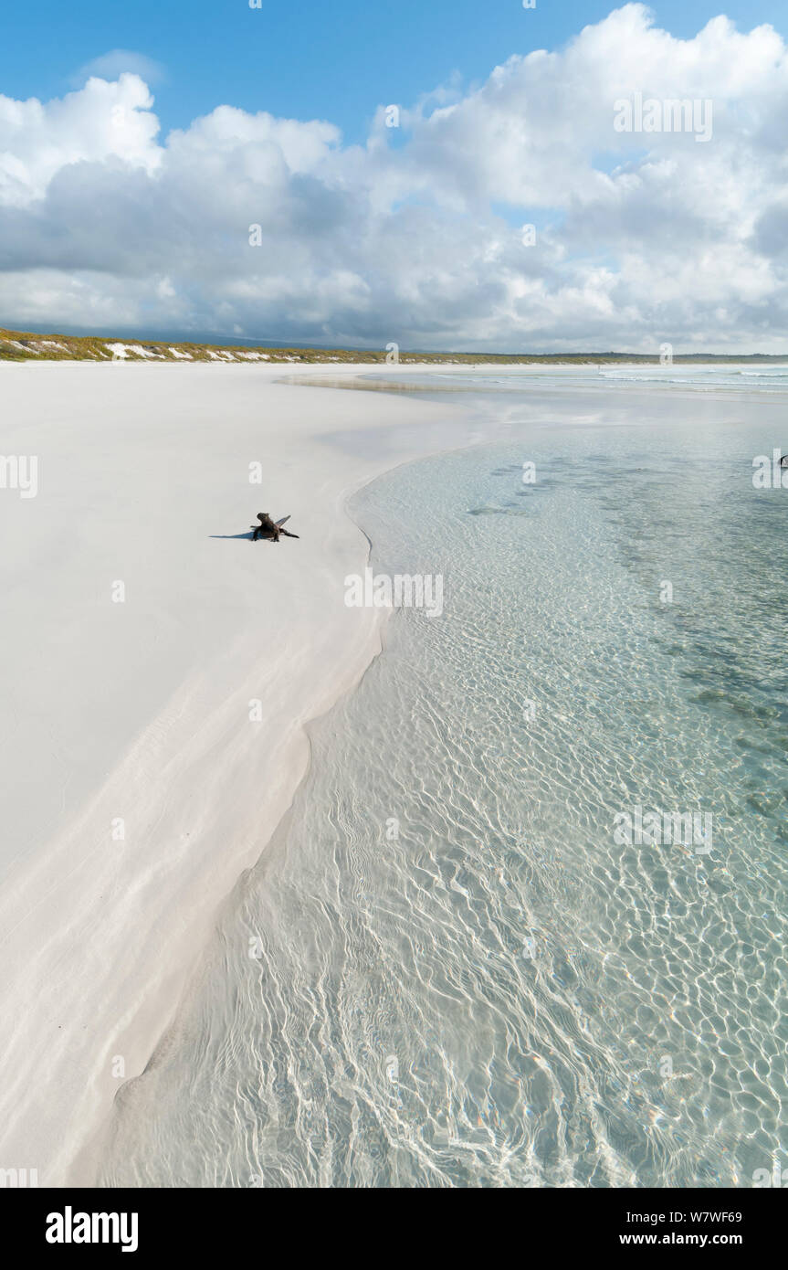Iguane marin (Amblyrhynchus cristatus) grand mâle de la migration vers les aires de reproduction au début de saison chaude. Tortuga Bay, île de Santa Cruz, Galapagos. Banque D'Images