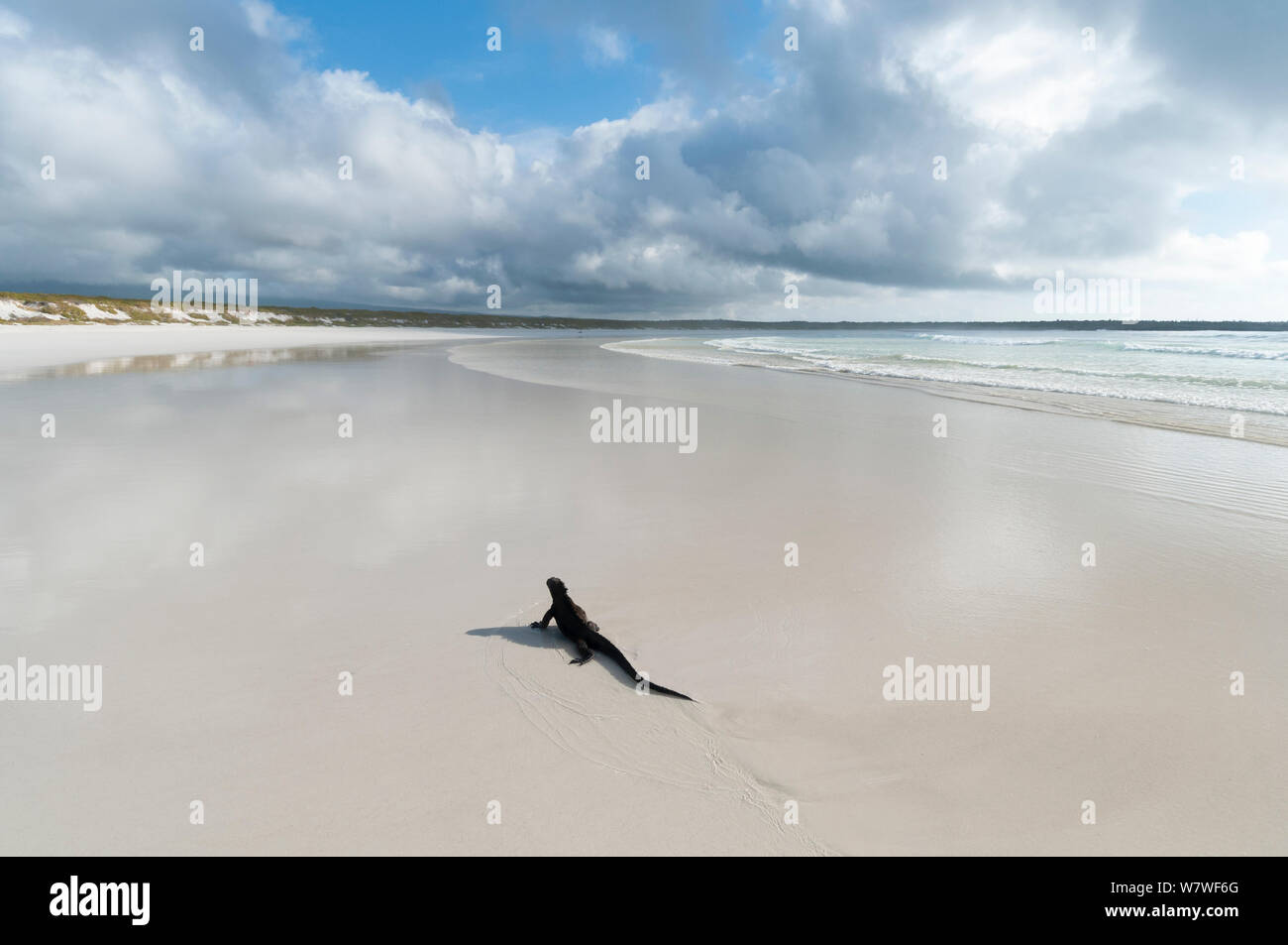 Iguane marin (Amblyrhynchus cristatus) grand mâle de la migration vers les aires de reproduction au début de saison chaude. Tortuga Bay, île de Santa Cruz, Galapagos. Banque D'Images