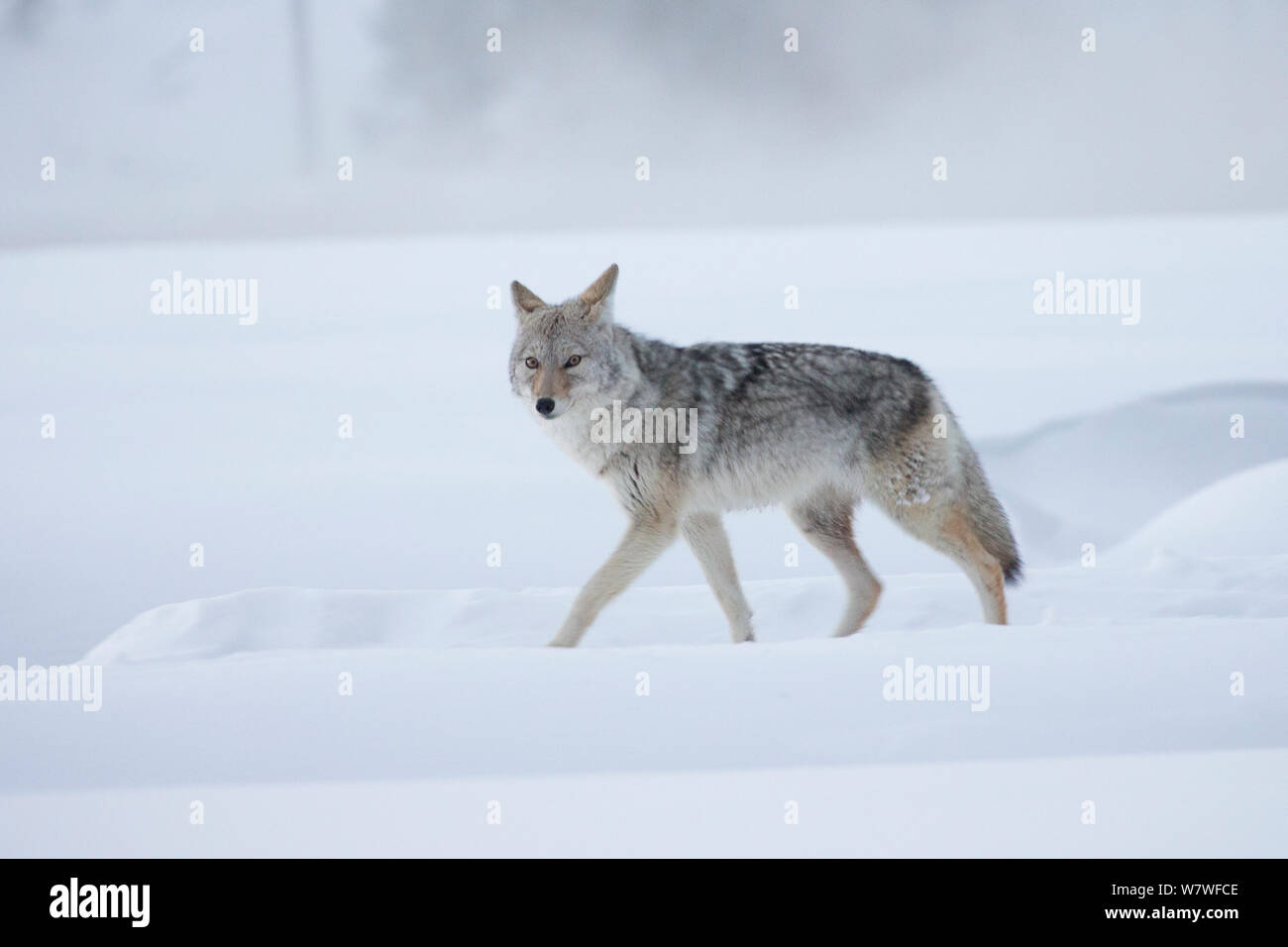 Le Coyote (Canis latrans) marche à travers snowfield, Parc National de Yellowstone, Wyoming, USA. Banque D'Images