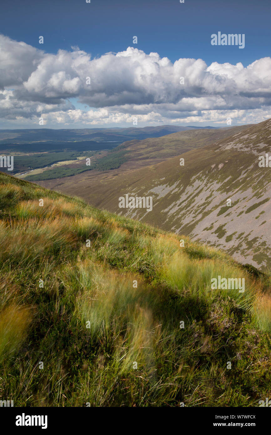 Vue nord de Meall nan plus Sleac Glenfeshie, Parc National de Cairngorms, en Écosse, en août 2013. Banque D'Images