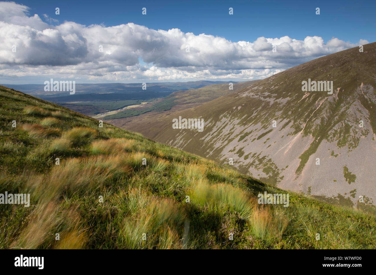 Vue nord de Meall nan plus Sleac Glenfeshie, Parc National de Cairngorms, en Écosse, en août 2013. Banque D'Images